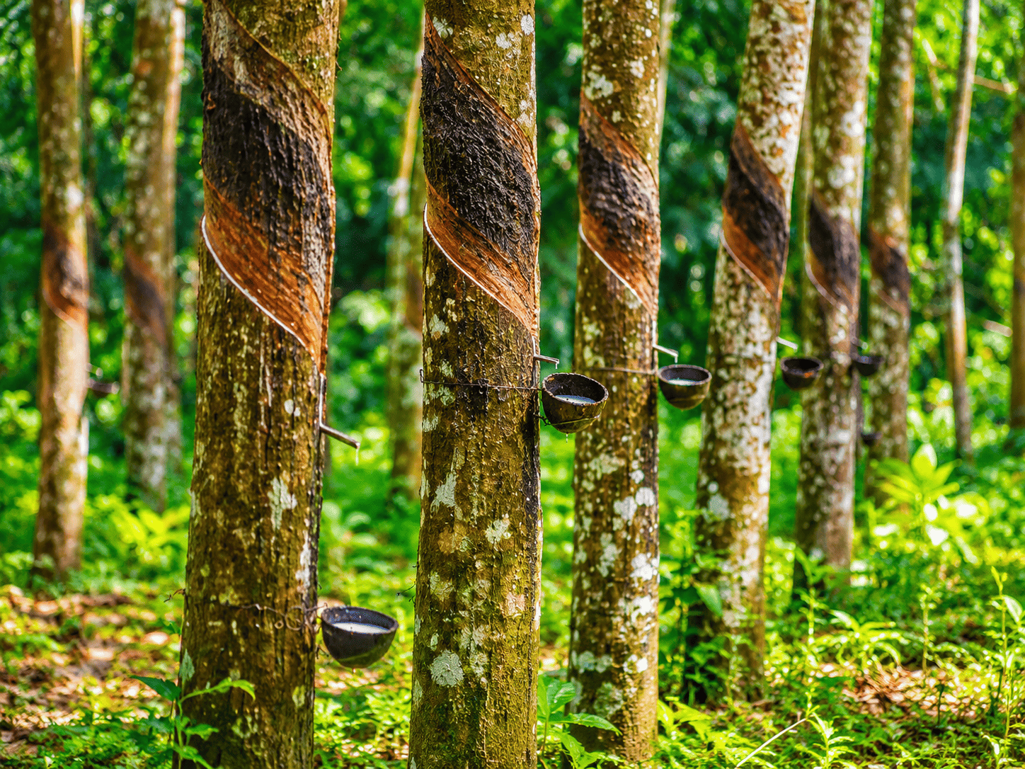 Rubber Plantation